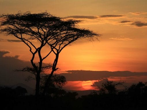 Tansania: 4 Tage – Campingsafari