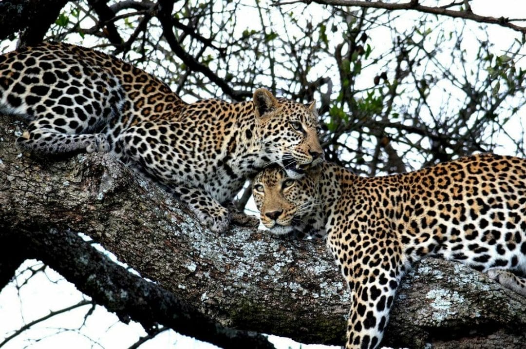Tansania_Leoparden_Safari_Klueger_Reisen