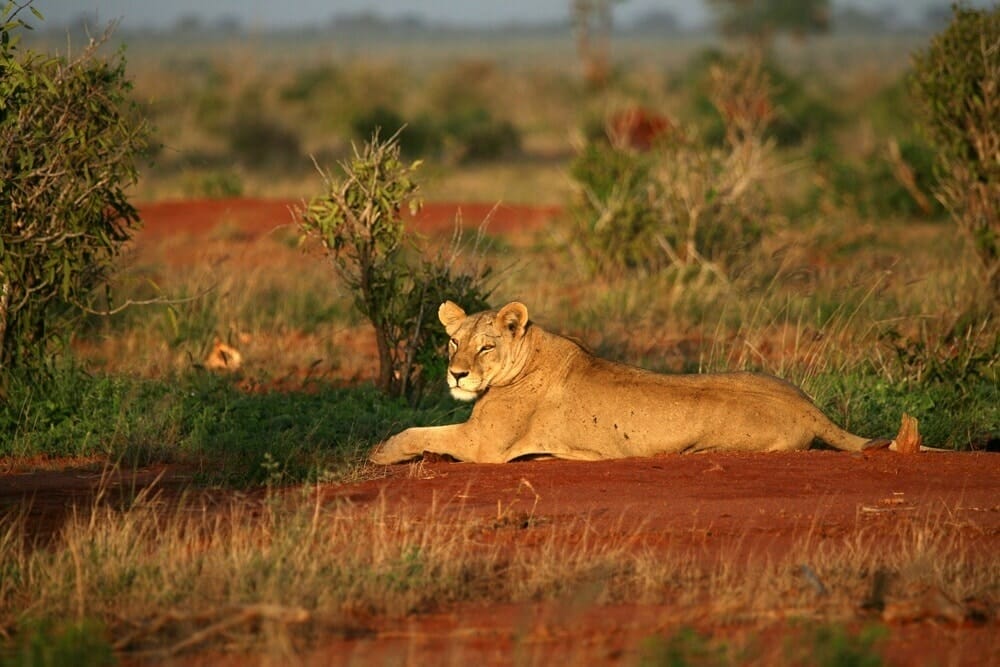 Kenia: Privatsafari Tsavo Nationalpark Ost und West 3 Tage