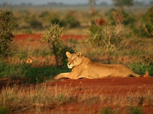 Kenia: Privatsafari Tsavo Nationalpark Ost und West 3 Tage