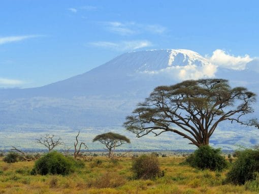 Kenia: Safari Tsavo und Amboseli Nationalpark 4 Tage