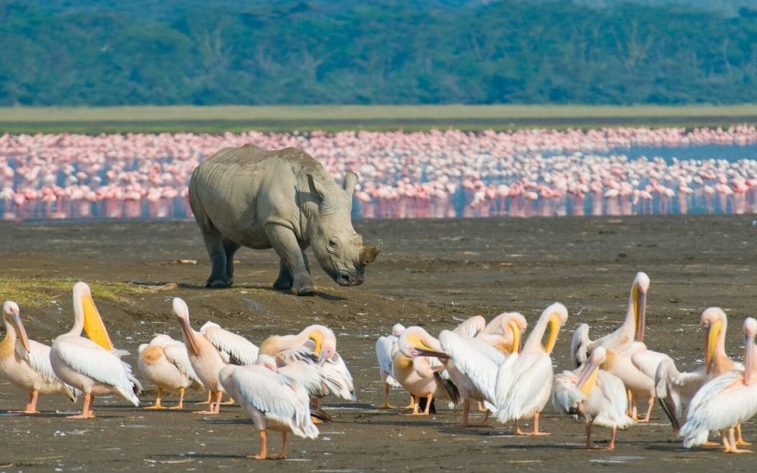 Kenia: Privatsafari Kenias Höhepunkte in 8&nbsp;Tagen