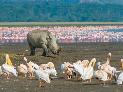 Kenia: Privatsafari Kenias Höhepunkte in 8 Tagen
