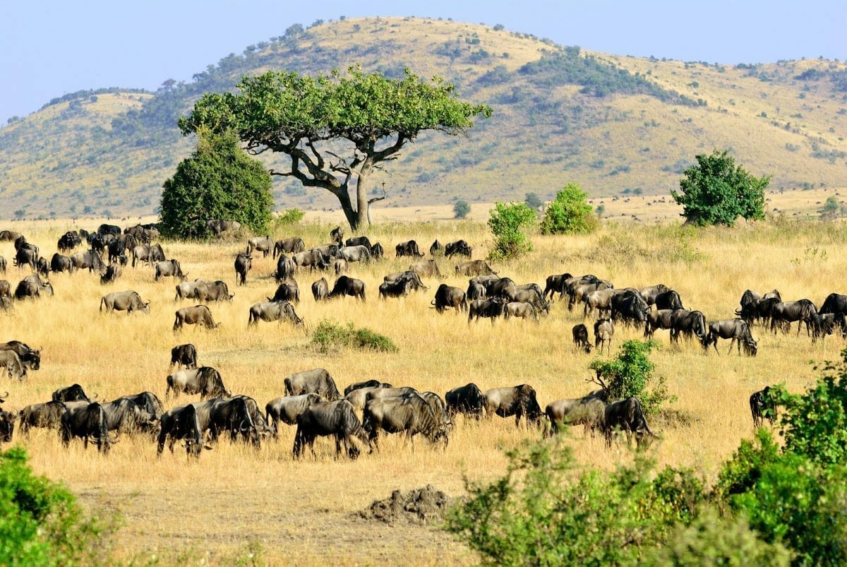 Kenia_Fly-In_Safari_Masai_Mara_Klueger_Reisen Kenia_Fly-In_Safari_Masai_Mara_Klueger_Reisen