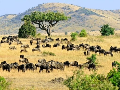 Kenia: Safari Maasai Mara