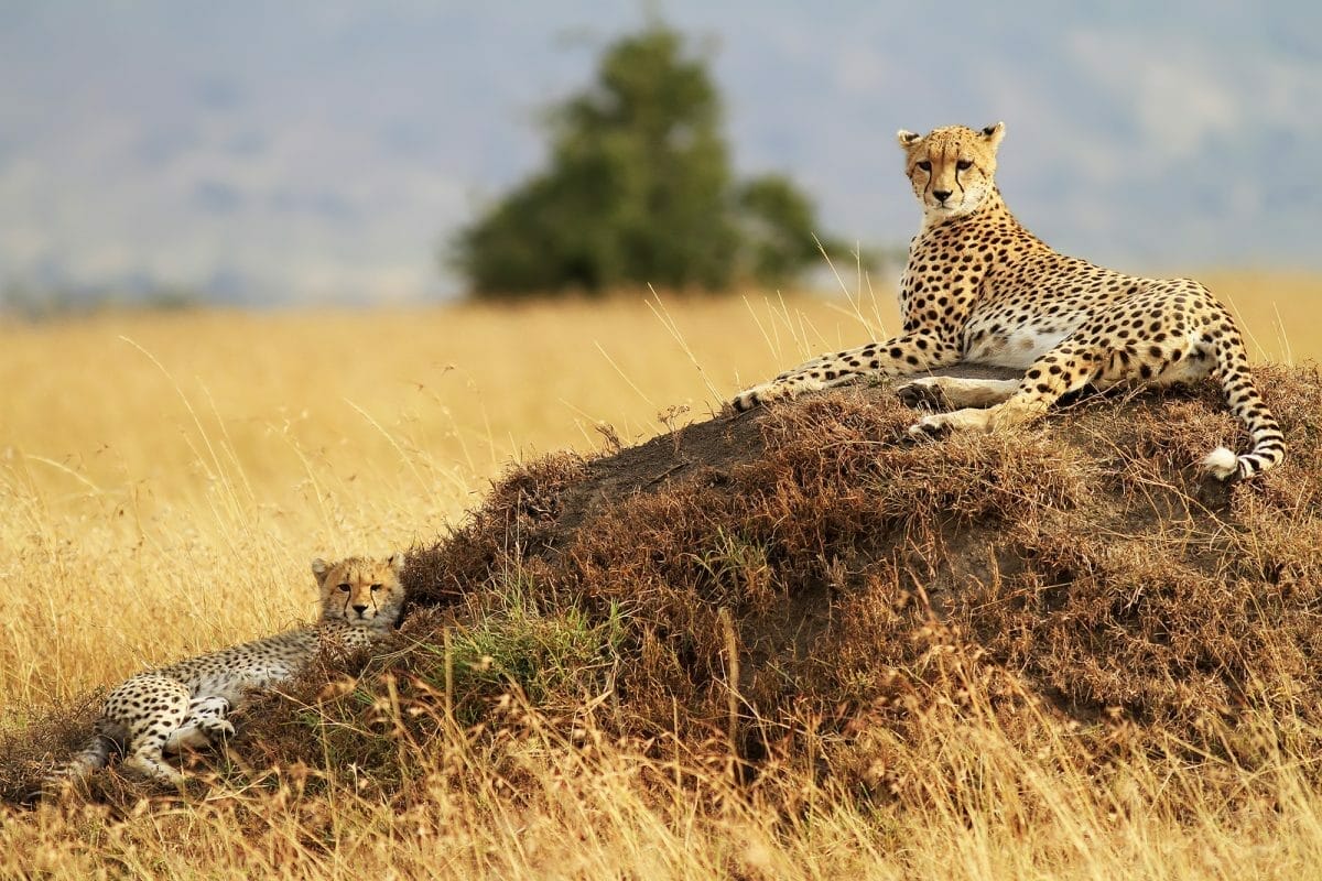 Kenia_Fly-In_SafarI_Masai_Mara_Gepard_Klueger_Reise Kenia_Fly-In_SafarI_Klueger_Reisen_Masai_Mara_Gepard_Klueger_Reisen