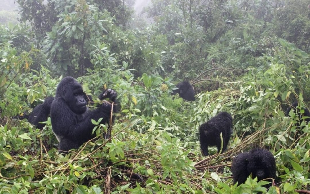Kongo DRC: Berggorillas im Virunga Nationalpark