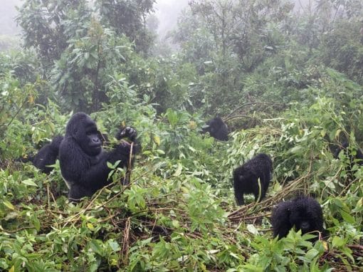 Kongo DRC: Berggorillas im Virunga Nationalpark
