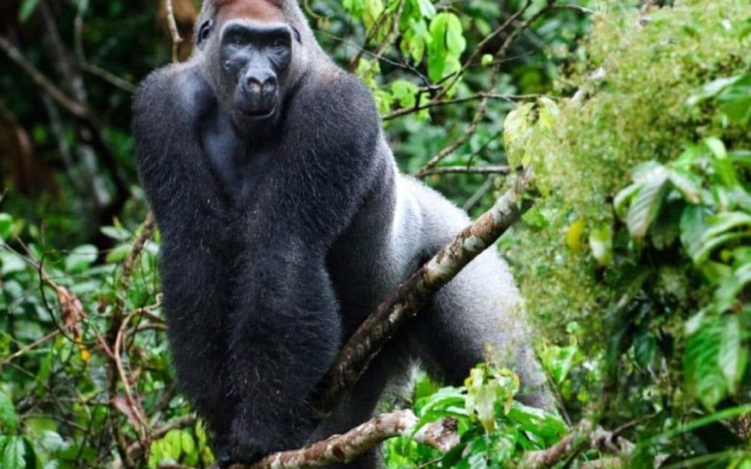 Kongo DRC: Flachlandgorillas im Kahuzi-Biega Nationalpark
