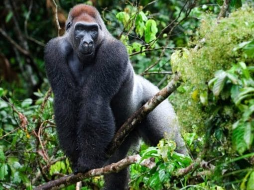 Kongo DRC: Flachlandgorillas im Kahuzi-Biega Nationalpark