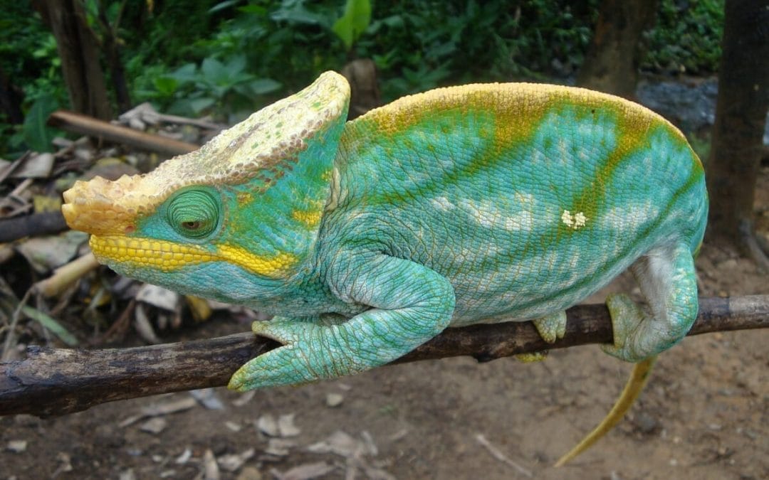 Madagaskar: Privatreise 13 Tage Madagaskars Höhepunkte