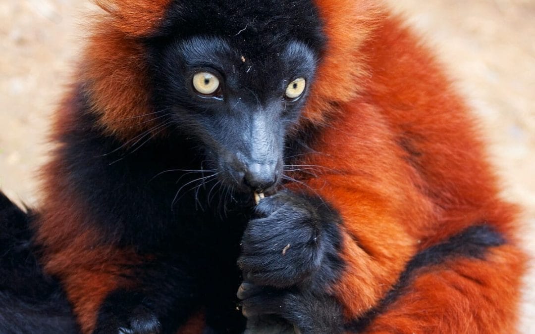 Madagaskar: Privatreise Madagaskar Total 22&nbsp;Tage