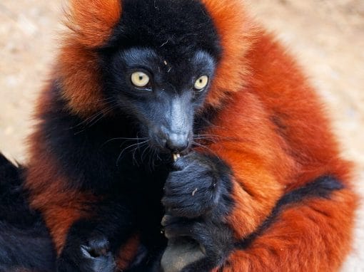 Madagaskar: Privatreise Madagaskar Total 22 Tage