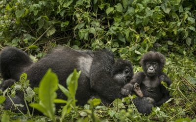 Ruanda_Gorilla_Trekking_Klueger_Reisen