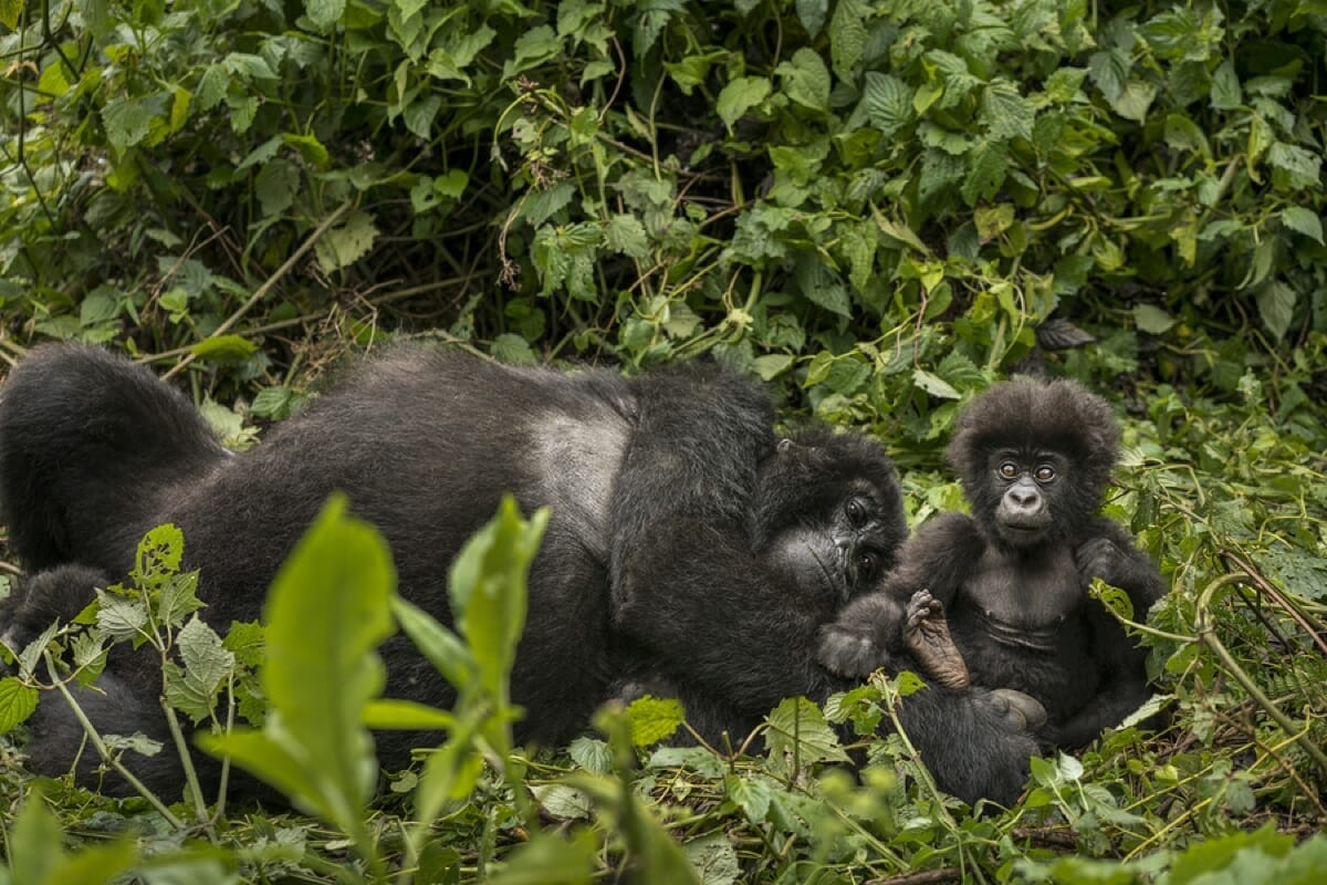Ruanda_Gorilla_Trekking_Klueger_Reisen