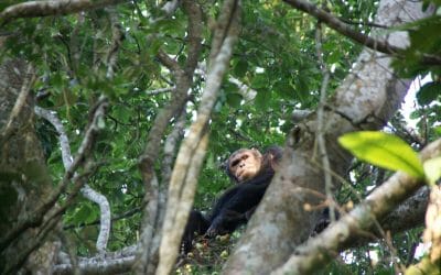 Ruanda_Schimpansen_Trekking_Klueger_Reisen