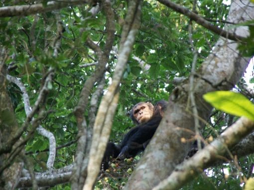 Ruanda: Individualreise Ruanda 8 Tage