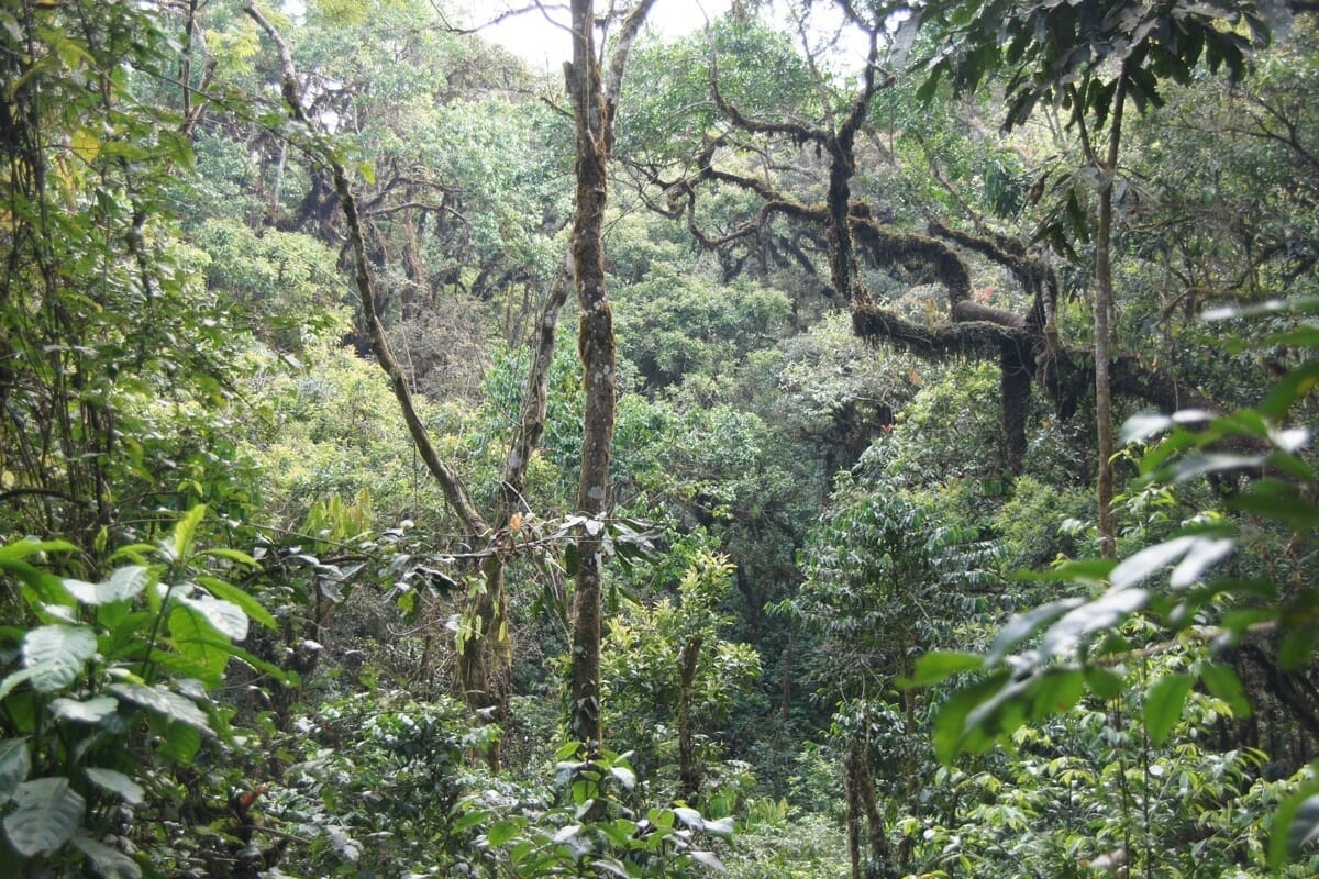 Ruanda_Nyungwe_Forest_Schimpansen_Trekking_Klueger_Reisen