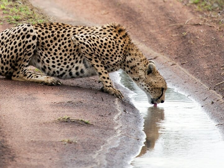 Leopard bei Tansania Safari mit Klüger Reisen