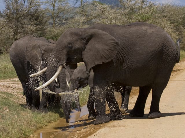 Tansania Elefanten Safari mit Klüger Reisen