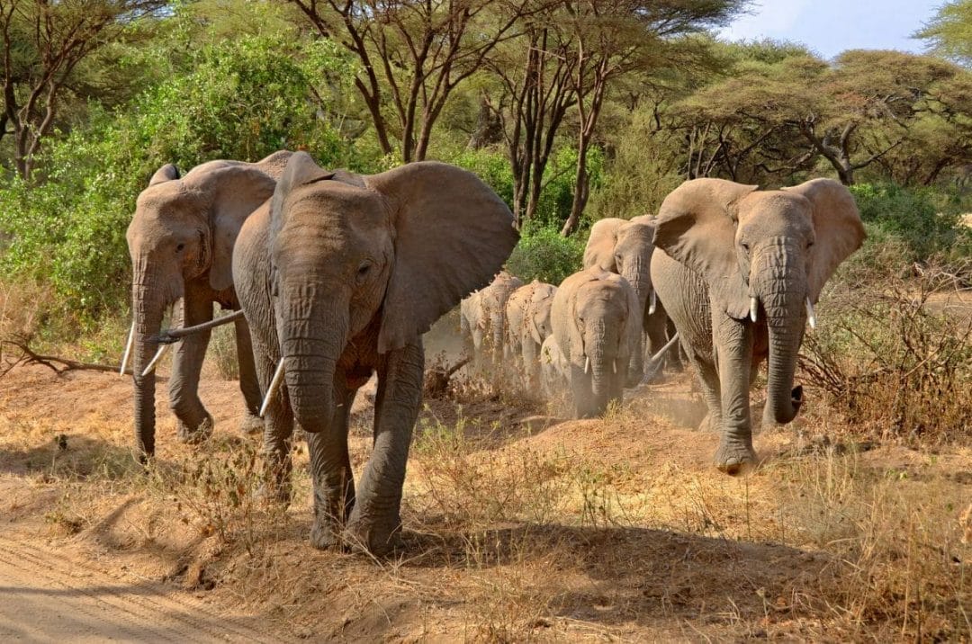 Elefanten bei Safari mit Klüger Reisen