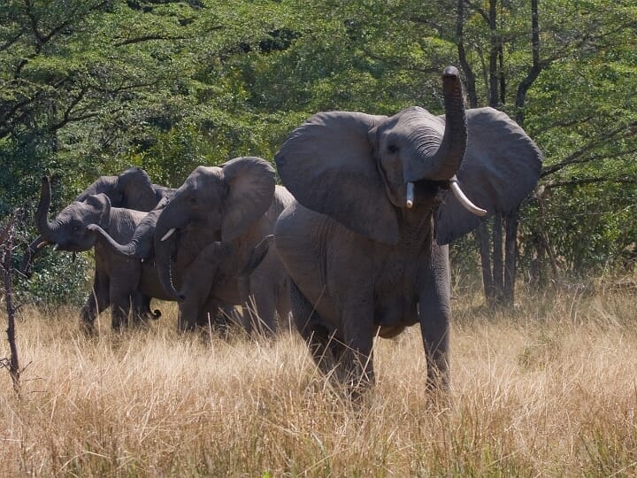 Tansania Elefanten Safari in Tansania mit Klüger Reisen