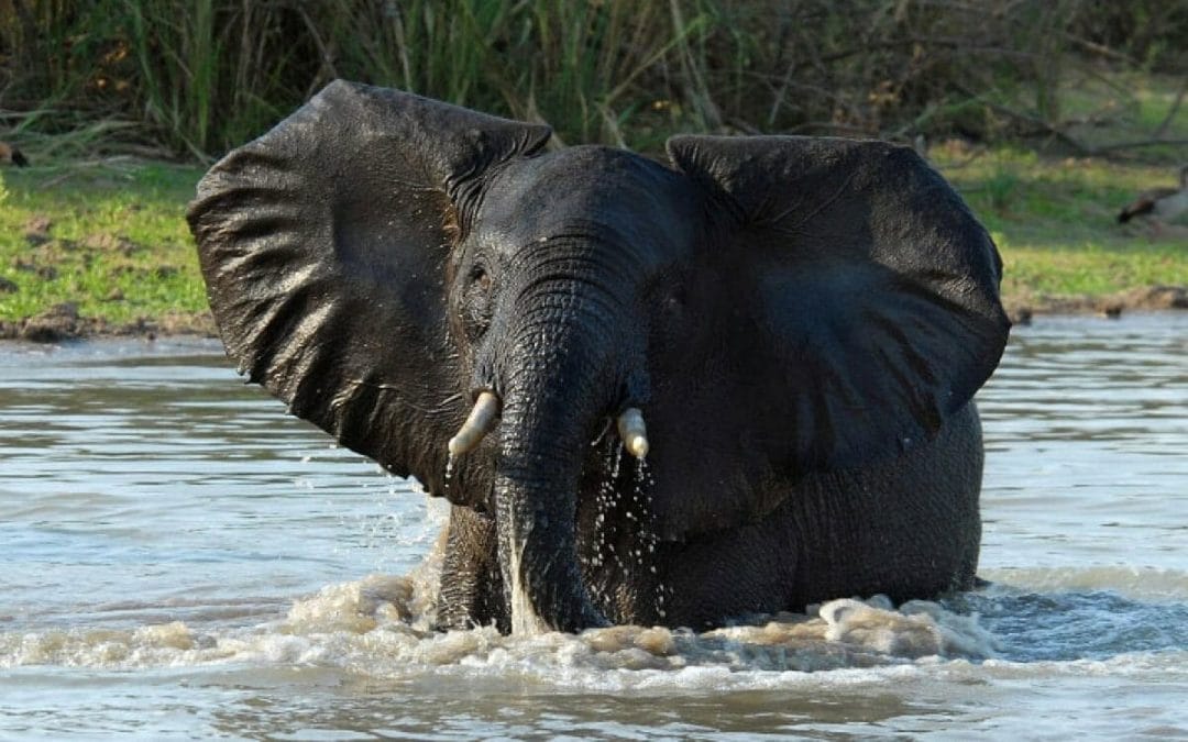 Tansania: Privatsafari südliche Parks 8 Tage