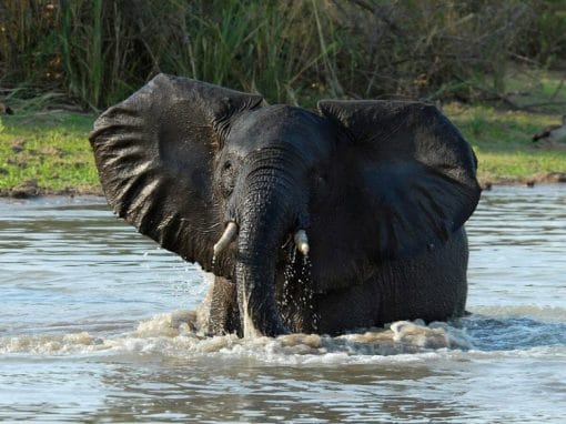 Tansania: Privatsafari südliche Parks 8 Tage