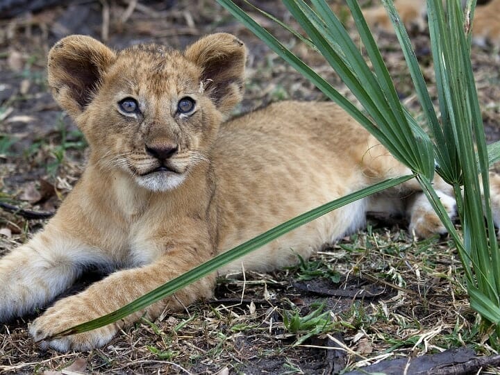 Löwenbaby bei Safari mit Klüger Reisen
