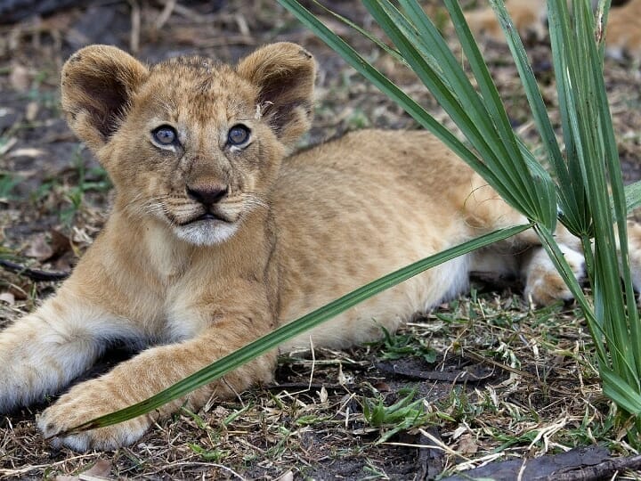 Tansania: 6 Tage Fly Inn Selous und Ruaha