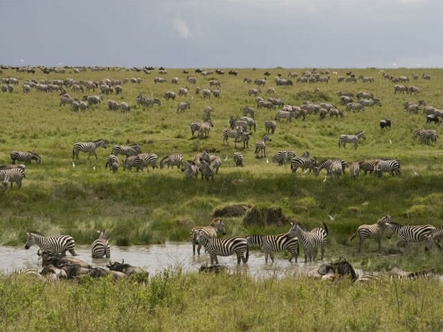 Tansania_Safari_Migration_Klueger_Reisen