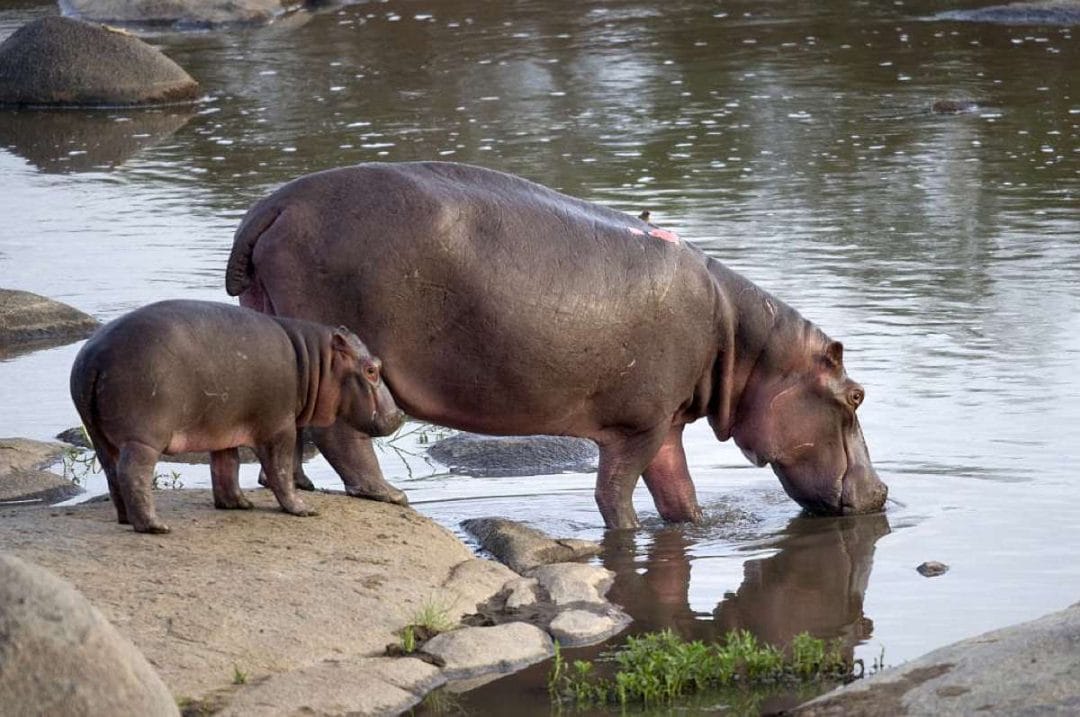 Tansania_Safari_Hippos_Klueger_Reisen