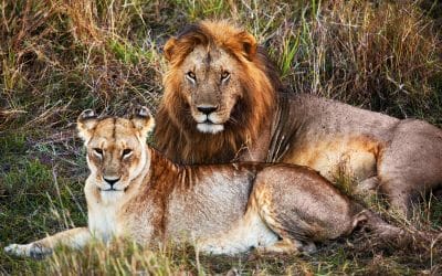 Löwen Safari mit Klüger Reisen