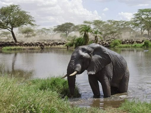 Privatsafari Kenia und Tansania 14 Tage