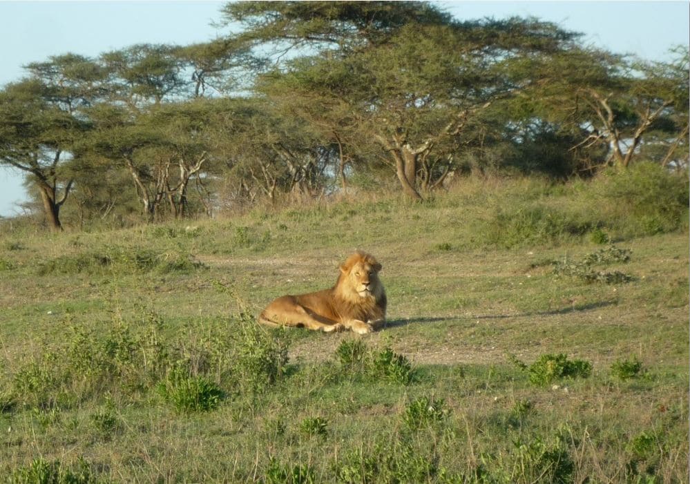 Löwe im Ndutu Gebiet bei Safari mit Klüger Reisen