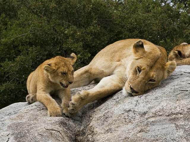 Tansania Löwenfamilie mit Klüger Reisen