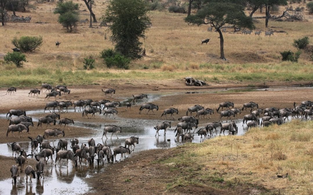 Tansania: Gruppensafari “Big5” Tansanias schönste Nationalparks 6 Tage/5 Nächte