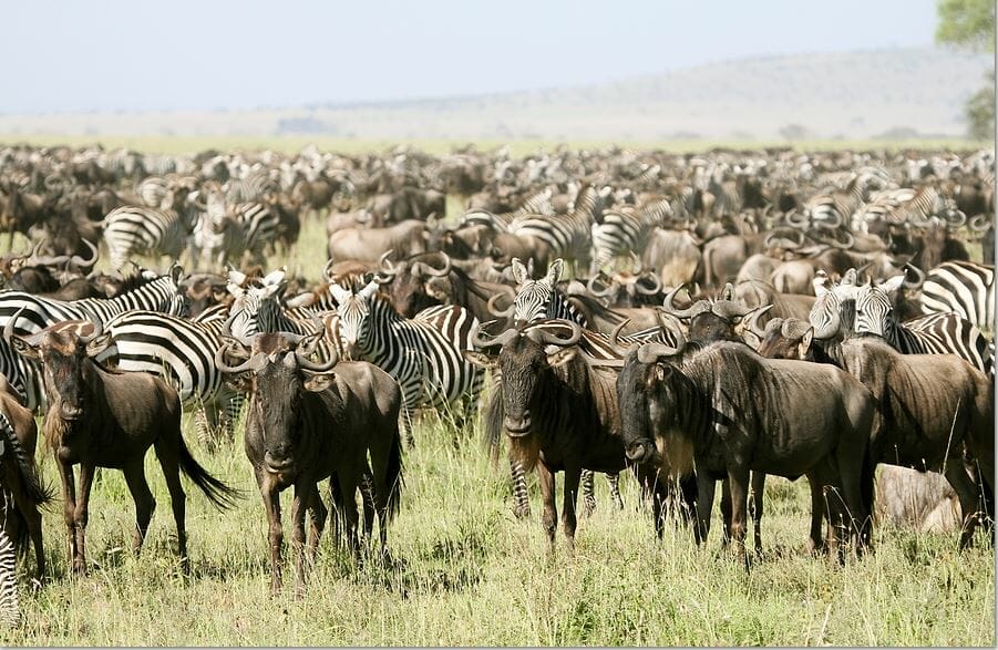 Tansania: Privatsafari “Mara” zur Migrationszeit August- Oktober 8 Tage