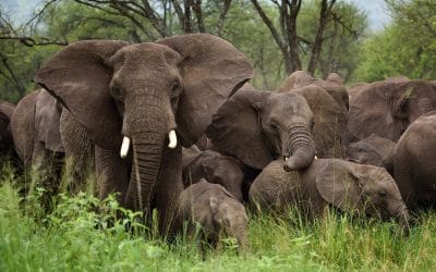 Tansania_Serengeti_Elefanten_Klueger_Reisen