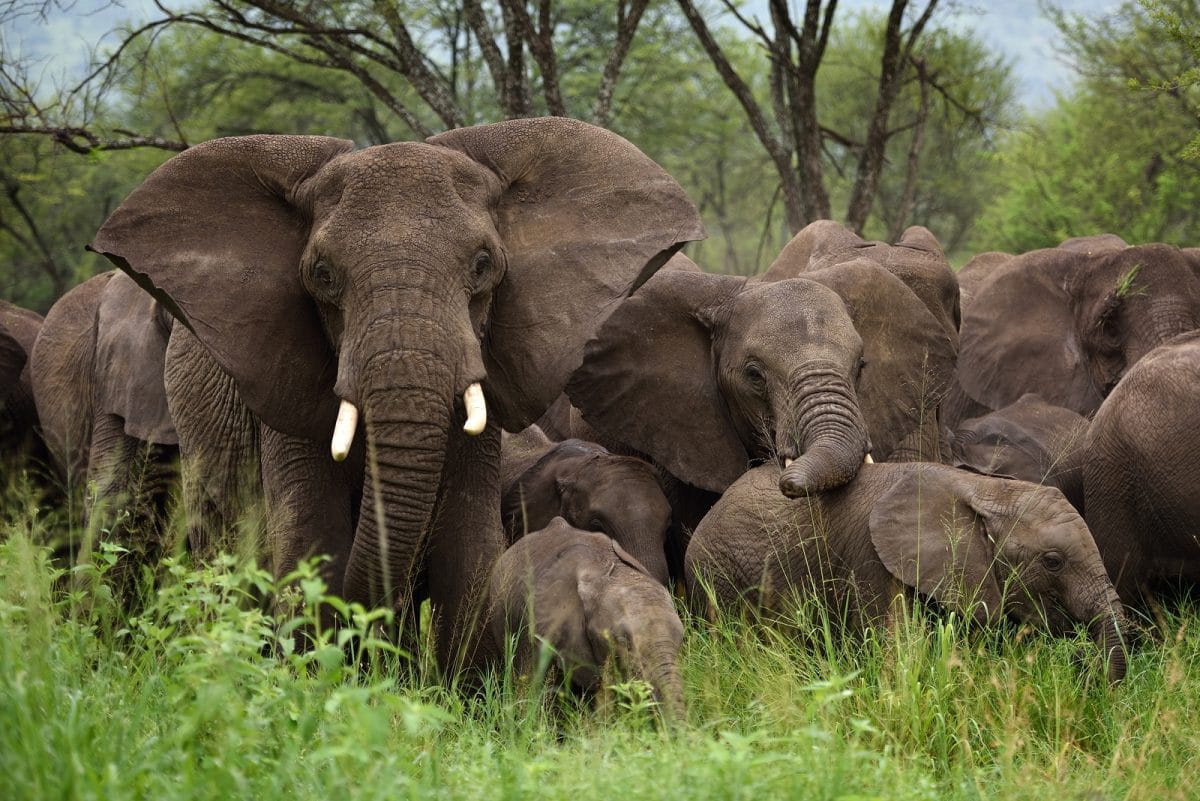 Tansania_Serengeti_Elefanten_Klueger_Reisen