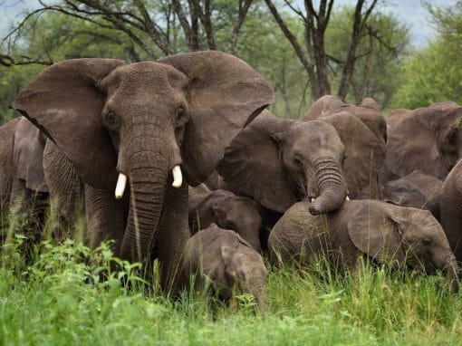Tansania: Gruppensafari “Best of Northern Circuit” 6 Tage/5 Nächte