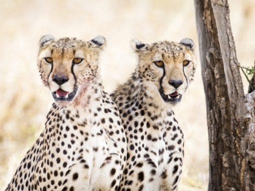 Tansania: Gruppensafari “Big Sopa” 6 Tage/5 Nächte