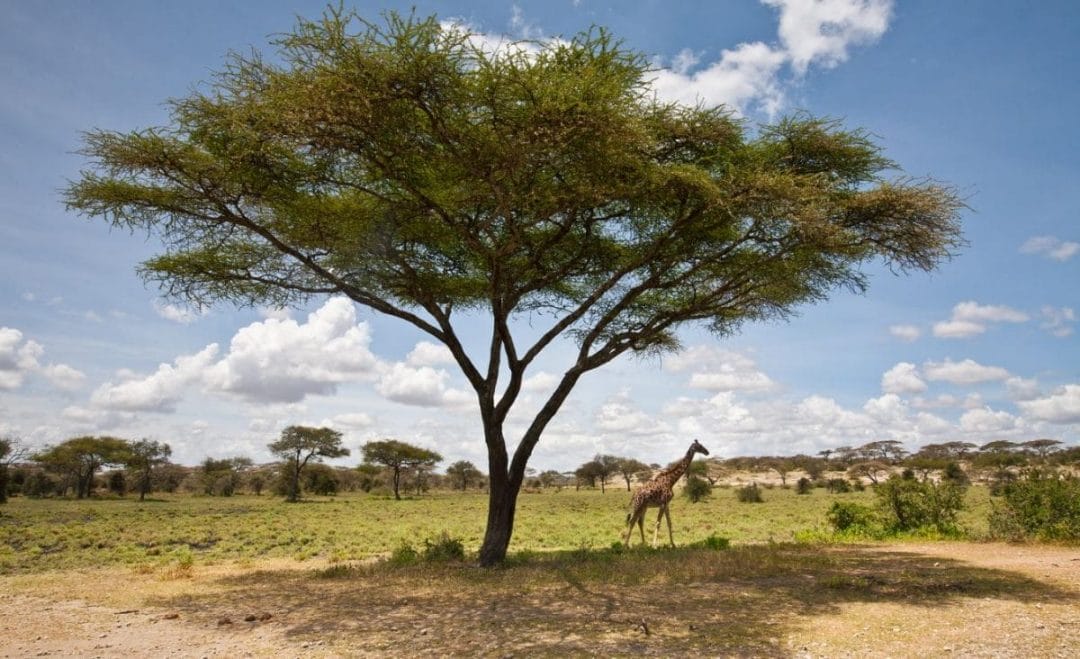 Serengeti Akazie bei Safari mit Klüger Reisen