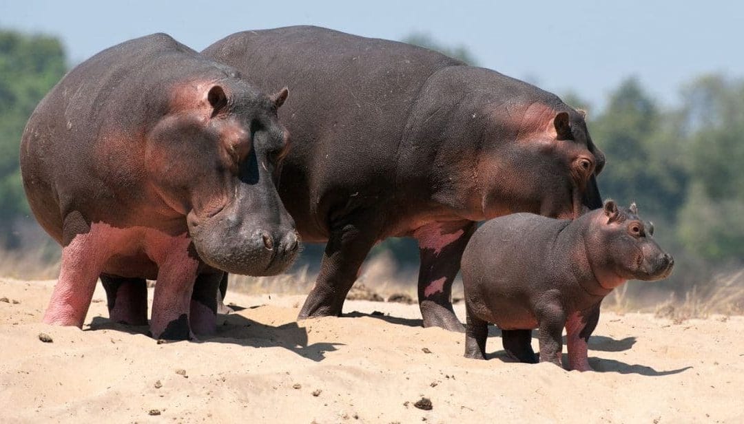 Tansania: Privatsafari “Ziwa” 5 Tage