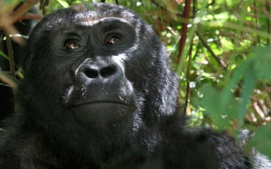 Uganda: Gorilla Trekking 4&nbsp;Tage