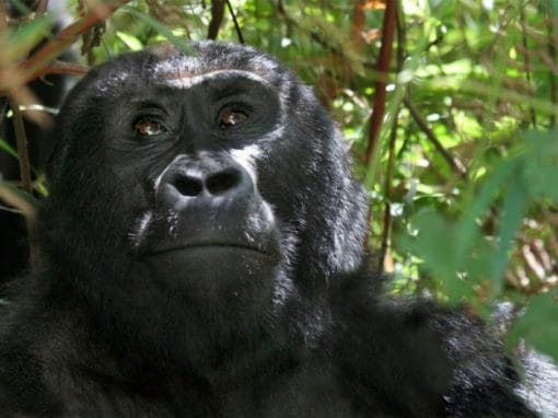 Uganda: Gorilla Trekking 4 Tage