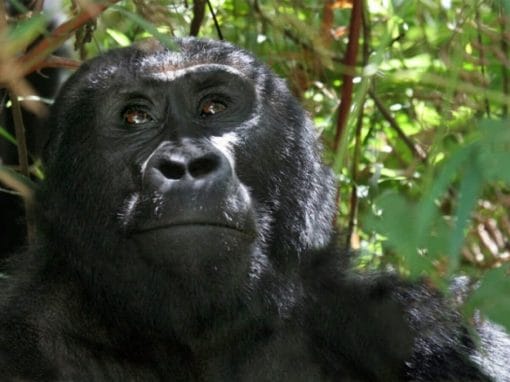 Uganda: Gorilla Trekking 4 Tage