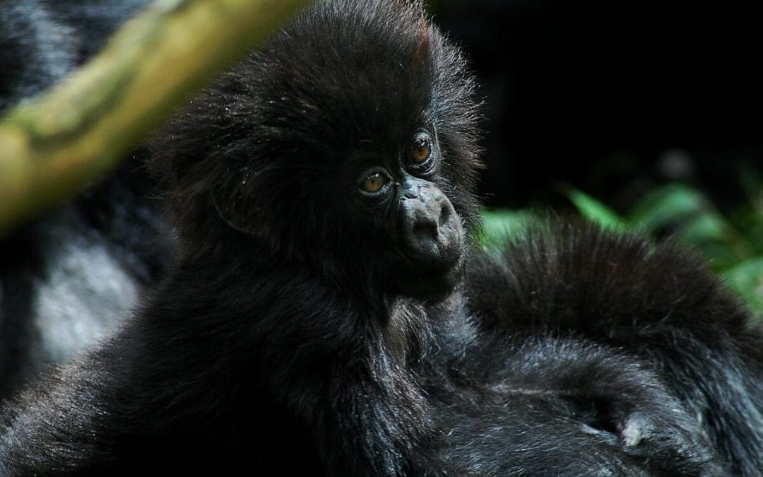 Uganda: Fly Inn Gorilla Trekking 3 Tage
