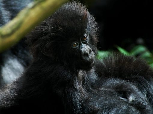 Uganda: Fly In Gorilla Trekking 3 Tage