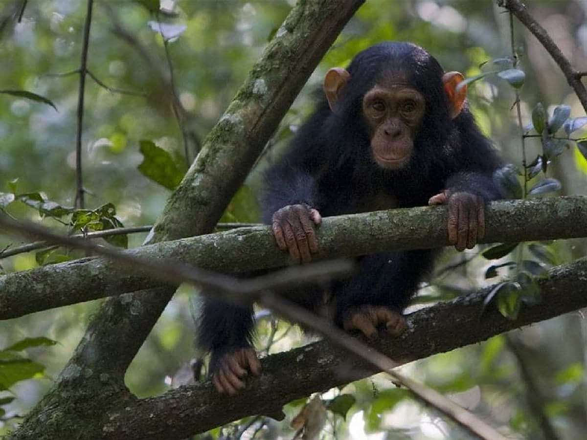 Uganda_Schimpansen_Trekking_Klueger_Reisen